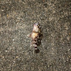 寒いがアジング