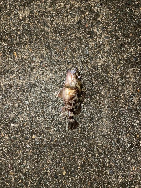 寒いがアジング