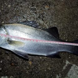 2024/02/02 南港ライトゲーム釣行 (ロックフィッシュ狙い)