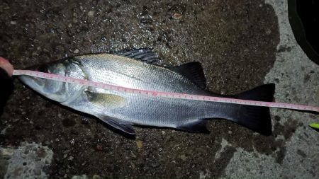 2024/02/02 南港ライトゲーム釣行 (ロックフィッシュ狙い)