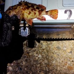 ガシラはなんとか