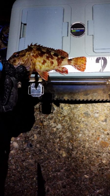 ガシラはなんとか