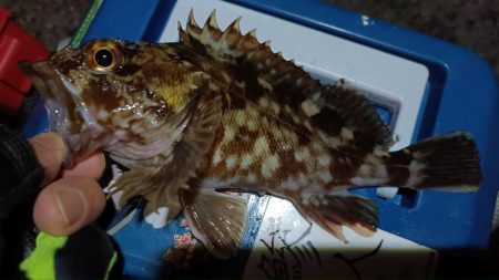 2024/02/04 南港ライトゲーム釣行 (ロックフィッシュ狙い)