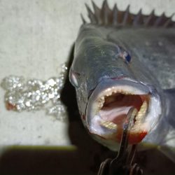 2024/02/07 南港ヘチ釣り釣行