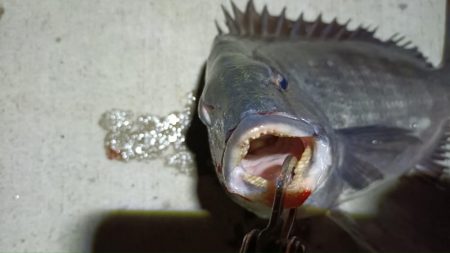 2024/02/07 南港ヘチ釣り釣行