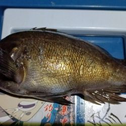 2024/02/08 南港ライトゲーム釣行 (ロックフィッシュ狙い)