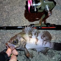 2024/02/09 南港ライトゲーム釣行 (ロックフィッシュ狙い)