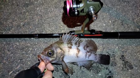 2024/02/09 南港ライトゲーム釣行 (ロックフィッシュ狙い)