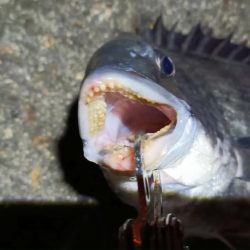 2024/02/10 南港ヘチ釣り釣行