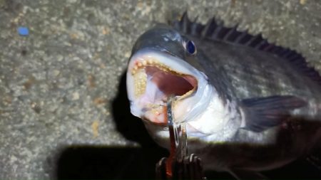 2024/02/10 南港ヘチ釣り釣行