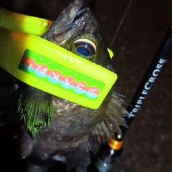 2024/02/12 南港ライトゲーム釣行 (ロックフィッシュ狙い)