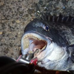 2024/02/16 南港ヘチ釣り釣行 (歳無し釣果有り!)