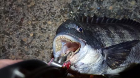 2024/02/16 南港ヘチ釣り釣行 (歳無し釣果有り!)