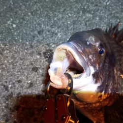 2024/02/17 南港ヘチ釣り釣行 (歳無し釣果有り2!)