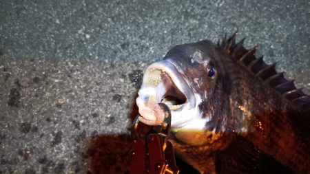 2024/02/17 南港ヘチ釣り釣行 (歳無し釣果有り2!)