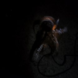 🐙３分でデカタコ🐙