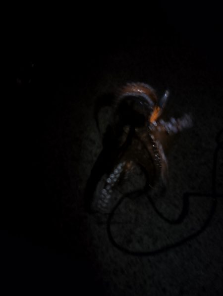 🐙３分でデカタコ🐙