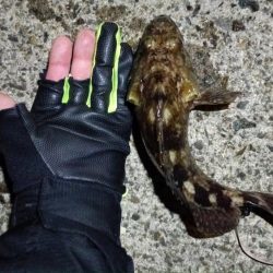 2024/02/23 南港ヘチ釣り釣行