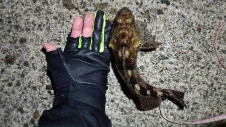 2024/02/23 南港ヘチ釣り釣行