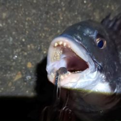 2024/02/25 南港ヘチ釣り釣行