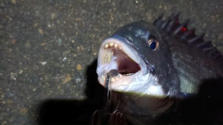 2024/02/25 南港ヘチ釣り釣行