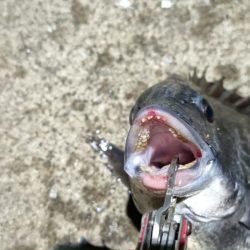 2024/02/28 南港ヘチ釣り釣行