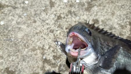 2024/02/28 南港ヘチ釣り釣行