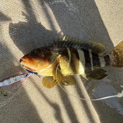 ジギング船でハマチ爆釣、サワラ、アオハタも