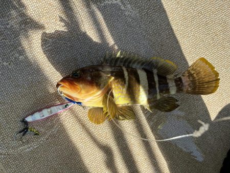 ジギング船でハマチ爆釣、サワラ、アオハタも…