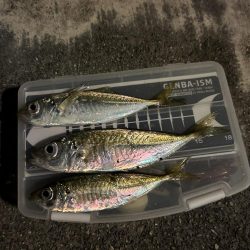 仕事帰りのちょこっとアジング♪