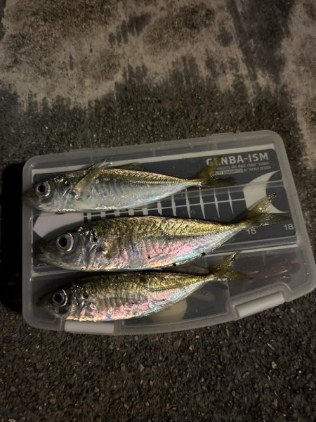 仕事帰りのちょこっとアジング♪