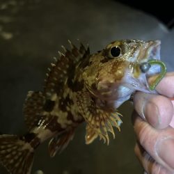 仕事帰りのちょこっとアジング②