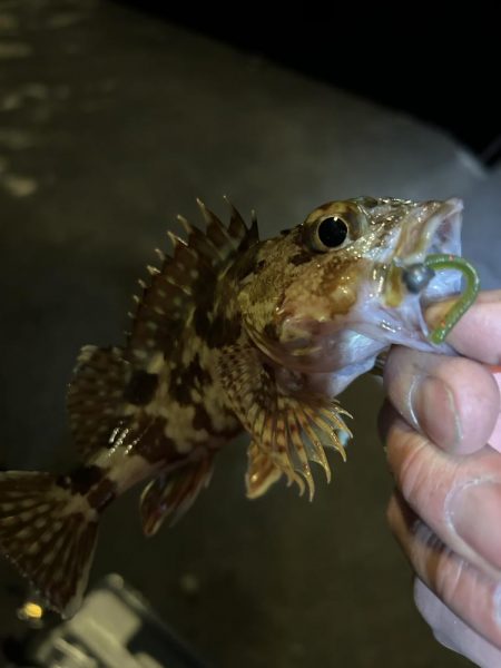 仕事帰りのちょこっとアジング②