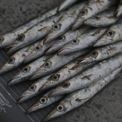 カマス爆沸き‼︎アジも入れ食い!