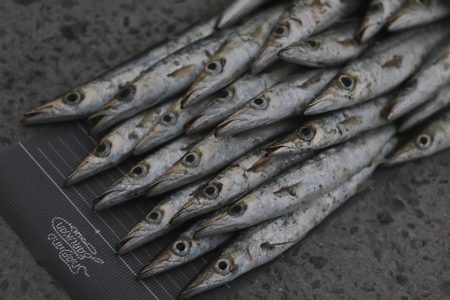 カマス爆沸き‼︎アジも入れ食い!