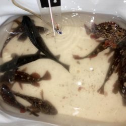 まぐれの寒グレ