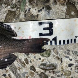 寒グレゲット！