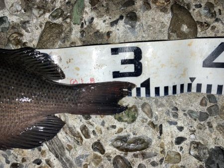 寒グレゲット！