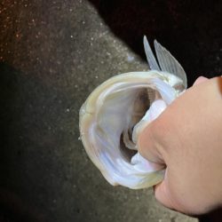 エビ撒きでハネ