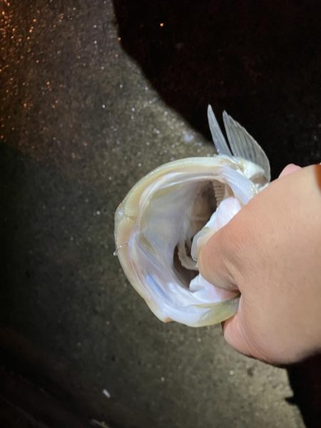 エビ撒きでハネ