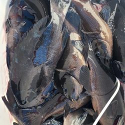 和歌山市江（吉丸渡船）でグレ釣り