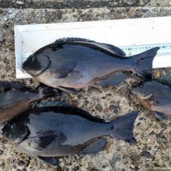 和歌山市江（吉丸渡船）でグレ釣り