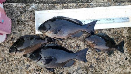 和歌山市江（吉丸渡船）でグレ釣り