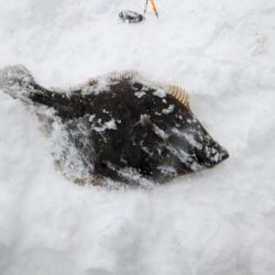 道内カレイついに本格化！？ホッケとカレイが爆釣する！！