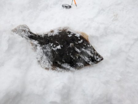 道内カレイついに本格化！？ホッケとカレイが爆釣する！！