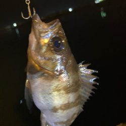 メバルプラッキング〜👍