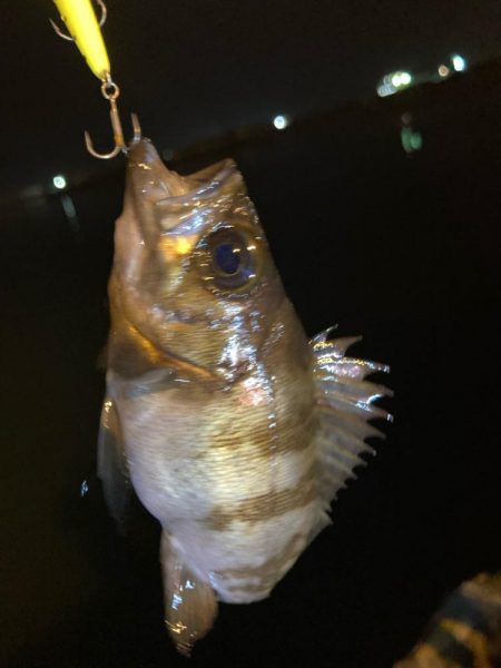 メバルプラッキング〜👍