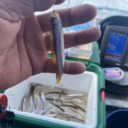わかさぎ釣り