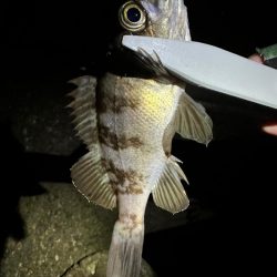 強風の中のメバリング