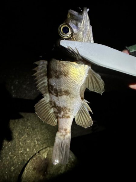 強風の中のメバリング